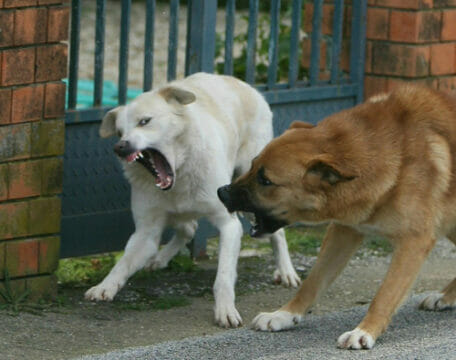 Cervinara: due cani di grossa taglia aggrediscono una ragazza