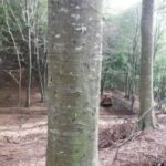 Nuovo colpo alle montagne caudine: distrutto un intero bosco