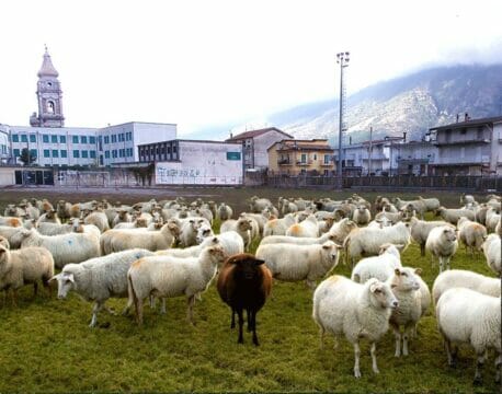 Airola, nel campo sportivo arrivano le pecore