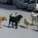 Montesarchio: nessuna sospensione del servizio di custodia e cura dei cani randagi