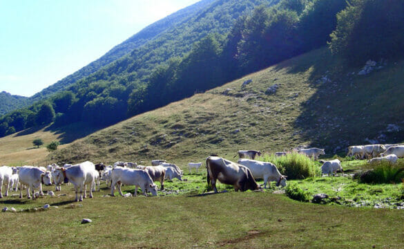 Valle Caudina, anche il pascolo tra gli aiuti della Politica Agricola Comune   