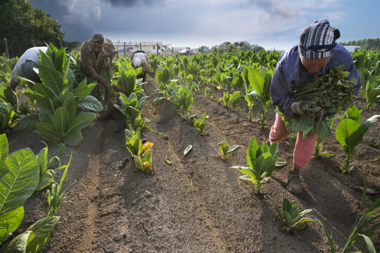 Valle Caudina, Tabacco: fino al 2020 acquisti diretti dagli agricoltori per 80milioni di euro