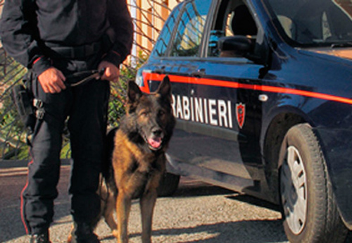 22enne in arresto grazie a Tex, cane antidroga dei carabinieri