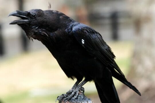 Cervinara: torna il “corvo” e prende di mira l’unità pastorale