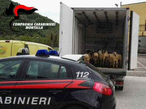 Cronaca, Montella: Agnellini vivi in cella frigorifera, tre persone denunciate
