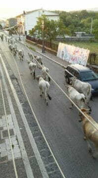 Cervinara e San Martino:  mandria di mucche per le strade cittadine