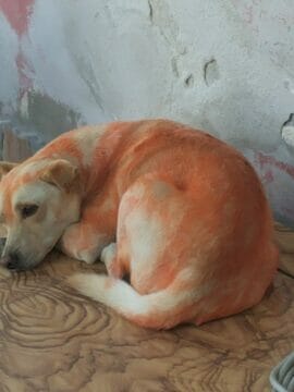 San Martino, con le bombolette spray ricoprono di pittura un cane