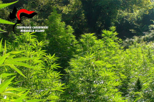 Scoperti dai carabinieri due fratelli con la passione per la coltivazione della marijuana