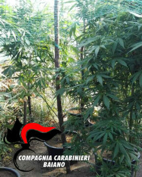 Cronaca, Quindici: sequestrata piantagione di cannabis in alta quota