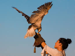 Cervinara: esibizione di falconieri alla Sagra della Castagna
