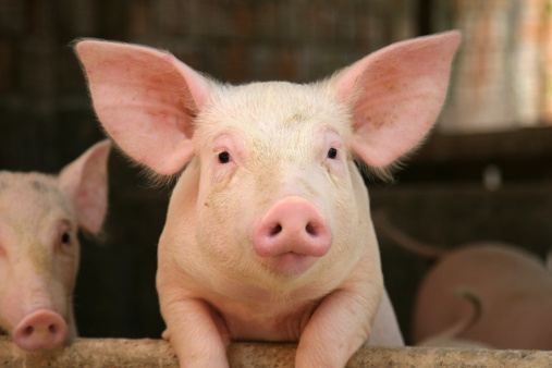 Cronaca: macellazione abusiva, 5 maiali e 350 kg di carne sequestrati