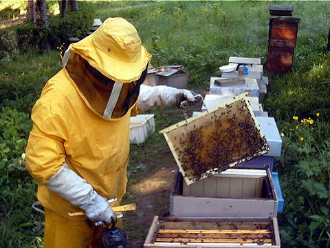 Valle Caudina: finanziamenti per gli apicoltori
