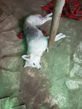 Airola: una strana e tragica moria di cani