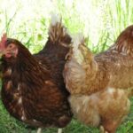 Cervinara: Sette polli, tre oche, ventotto conigli e due tacchini, la strage nascosta