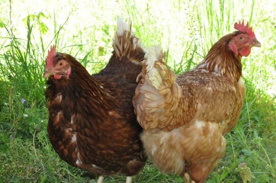 Rotondi: ladri di ” polli ” in azione