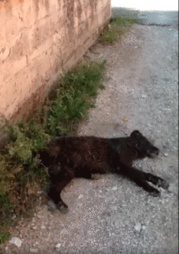 Cervinara: carcassa di cane abbandonata in strada