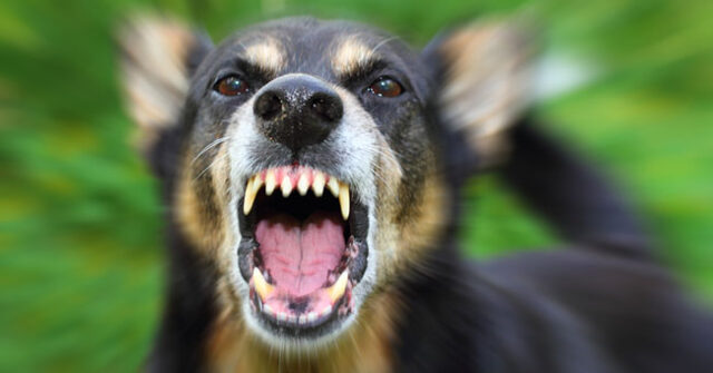 Bonea: Cane prende a morsi la padrona, che deve ricorre alle cure dei sanitari