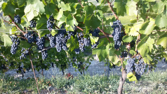 Vendemmia 2017: “Produzione ridotta, ma qualità elevata delle uve irpine”