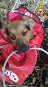 Cervinara: Vigili del Fuoco e Mabello salvano cucciolo in montagna