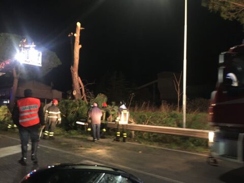 Bonea: traffico rallentato per la caduta di un albero sulla Statale Appia