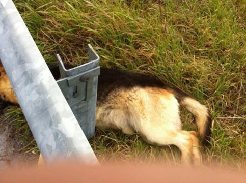 Montesarchio: morti sospette di cani, indagano i carabinieri forestali