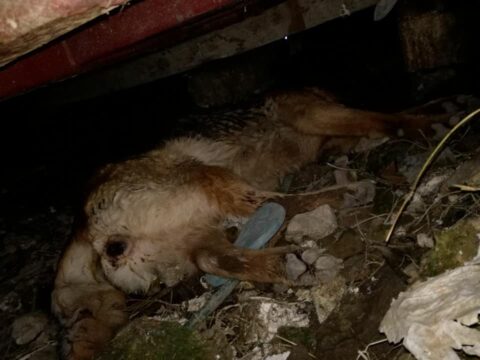 Montesarchio: avvelenati cani nella zona industriale