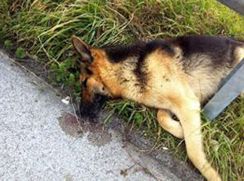 San Martino Valle Caudina: un serial killer dietro gli avvelenamenti di cani?