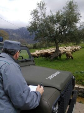 Airola e Sant’Agata: controllo dei Carabinieri forestali