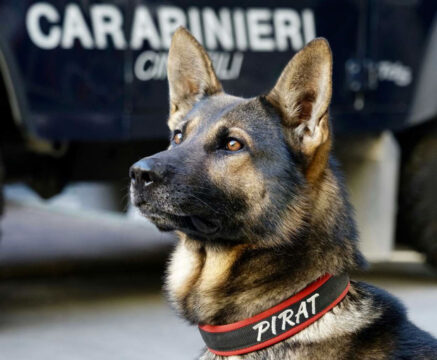 Cervinara: controlli dei carabinieri, la droga non sfugge al fiuto di Pirat