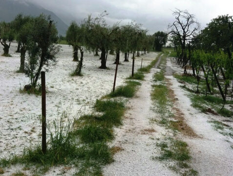 Tempesta di grandine tra Valle Caudina e Telesina: distrutte coltivazioni
