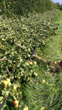 Valle Caudina, Agosto pazzo: Coldiretti Campania, danni alle colture agricole