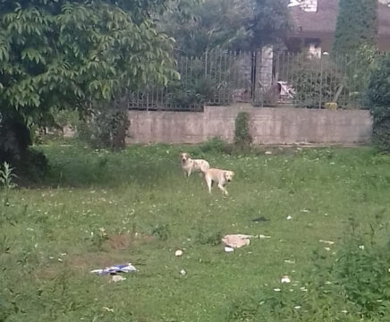 Cervinara: cani randagi aggrediscono passanti a via Partenio