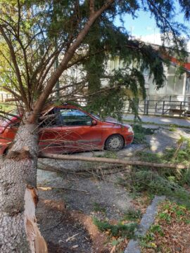 Pannarano, crollano alberi in piazza: migranti aiutano a rimuovere i detriti