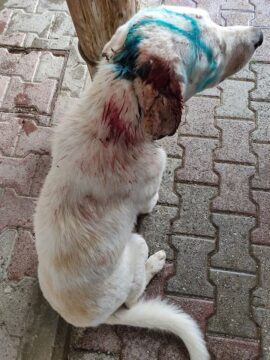 Moiano: cane pastore preso a fucilate
