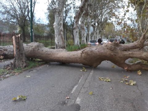 Airola, cade albero sul viale che porta a Moiano