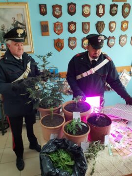 Torrecuso: Carabinieri denunciano 29enne per coltivazione e detenzione di marijuana