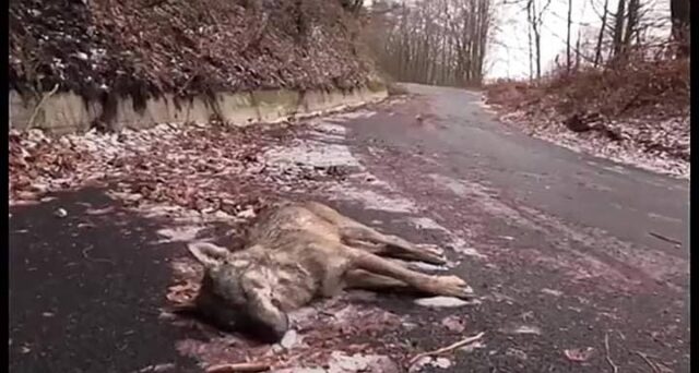Partenio: Trovato un lupo privo di vita, forse avvelenato
