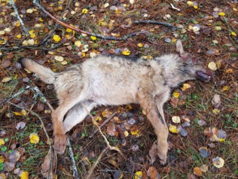 Montesarchio, Tufara Valle: rimossa la carcassa di un lupo sul ciglio della strada