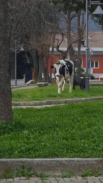 Rotondi, sorpresa in villa: una mucca al pascolo