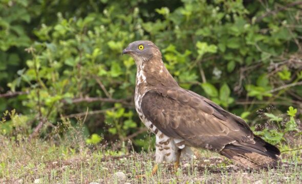 Rotondi: i Rangers del Partenio salvano un falco pecchiaolo