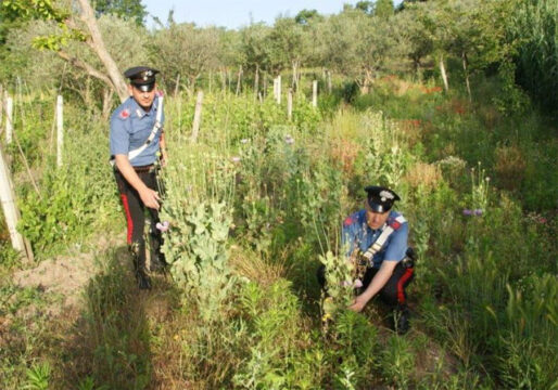 Cronaca: carabinieri trovano una piantagione di papavero da oppio