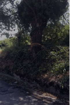 San Martino Valle Caudina: si tagliano gli alberi, presto sarà ripristinata la fermata dell’autolinea Sellitto
