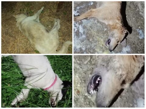 Bocconi avvelenati: strage di cani a due passi dalla Valle Caudina