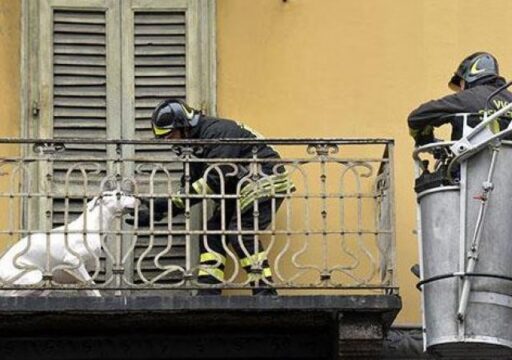 Cronaca:cagnolina lasciata sul balcone senza acqua, salvata dai vigili del fuoco
