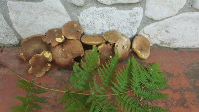 Cervinara: inizia la stagione della raccolta funghi