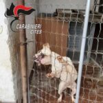 Cronaca: cani maltrattati e malnutriti, denunciata 48enne