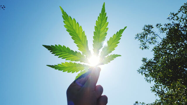 Cervinara: 24enne assolto per aver coltivato piante di marijuana