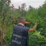 Cronaca:sequestrata piantagione di marijuana, droga per un valore di 260mila euro