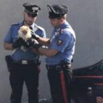 Cronaca:  ruba un cucciolo e lo nasconde in borsa, arrestata