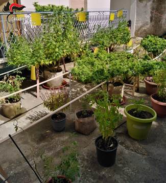 Cronaca: coltivavano marijuana in un appartamento
